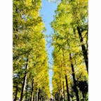 大阪　花博記念公園鶴見緑地

メタセコイヤ並木
をぬけると
噴水広場があります