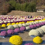 常葉町にある「菊の里ときわ」は、ザル菊と呼ばれる丸い菊が満開でした。