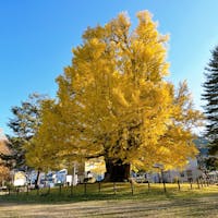 南会津町 古町の大銀杏
与謝野晶子の歌が自然と浮かんできました。