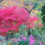 紅葉を見にドライブ！

#栃木県 #日光 #鬼怒川 #龍王峡 #紅葉 #秋 #ドライブ #お出かけ #ドライブ #滝 #自然 #ハイキング #マイナスイオン