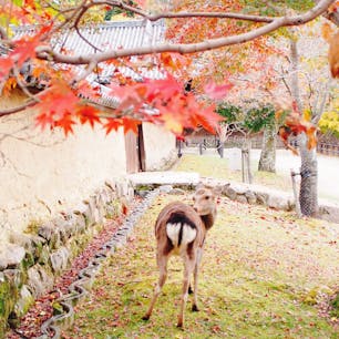 奈良公園で🦌と🍁
でも鹿は鹿せんべいにしか興味がなさそうです。
