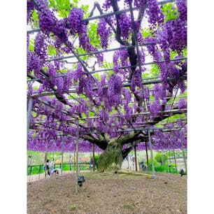 あしかがフラワーパーク