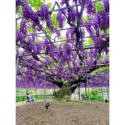 あしかがフラワーパーク