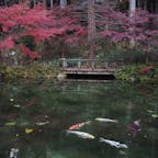 モネの池𓂃 𓈒𓏸

鯉と紅葉と🍁
夕暮れ時に行ったから少し薄暗かったけど逆に幻想的でした✨

#モネの池　#岐阜県　#紅葉
