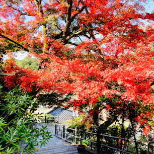 奈良　岡寺
見ごろの紅葉に癒されました

西国三十三所観音巡礼
七番札所