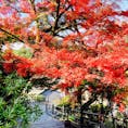 奈良の岡寺
見ごろの紅葉に癒されました