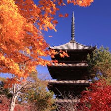 御室仁和寺　五重の塔(その18)

日本に現存する主要な五重塔は55基に上るが、その中でも22塔を紹介して行きます。その中でも、もっとも多くの人の目に触れているのは、仁和寺の五重塔だろう。京都市右京区御室（おむろ）にある仁和寺に直接足を運ばなくても、映画やテレビなどの時代劇に、仁和寺の五重塔が頻繁に登場するからである。「時代劇に出てくる五重塔の大半は、仁和寺の五重塔」といっても、過言ではないぐらいだ。
これほど多く映像で扱われているのは、仁和寺の五重塔が、「下層から上層に至る各層の屋根の大きさがほぼ同一」であるなど、江戸期の五重塔の様式特徴を、わかりやすい形で備えているからだ。江戸期の時代感を演出する上で、恰好（かっこう）の素材なのである。

法隆寺の五重塔に代表されるように、古い時代の五重塔は、上層になるほど屋根のサイズが小さくなる。そうした五重塔では時代感の違いが見えてしまい、泰平下で町人文化が花開いた江戸時代の雰囲気が出ないのだ。
加えて、仁和寺では広大な境内に様々な伽藍（がらん）や建物が配置され、景観変化も多様なので、ロケ・スポットが数多く存在する。

#サント船長の写真　#仁和寺　#五重塔　#五重塔22 #京都の五重塔　
#日本の世界遺産　#時代劇の聖地