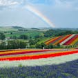 北海道美瑛町　四季彩の丘
花の虹と空の虹