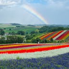 北海道美瑛町　四季彩の丘
花の虹と空の虹