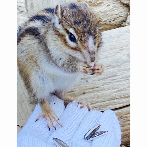 リスの森 飛騨山野草自然庭園