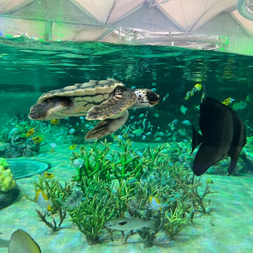 鴨川シーワールド