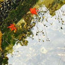 水の中の赤もみじがなんとも鮮やかでかわいくて。
なんでもない小川の写真です。
都会の産廃施設が上流にやってくるそうで、地元の方が戦っています。
小学生が田植えをした後、どろんこの足を洗うくらいきれいな水なんですけどね…