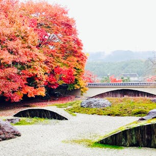 京都　岩倉実相院

雨でしたが
雨の紅葉も良かったです
床もみじは絶景なので
是非、行ってみて