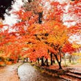 京都　上賀茂神社

ずっと行きたかった
やっと行けた
紅葉きれい