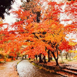 京都　上賀茂神社

ずっと行きたかった
やっと行けた
紅葉きれい
