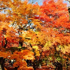 京都
東福寺
お天気も良く、見事な紅葉でした。