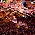 京都
東福寺
落葉する前に、光を浴びて輝く紅葉。
自宅の庭の紅葉を含めた様々な落葉樹、掃除が大変で、ついついやれやれと思ってしまうのですが、そういう思いから離れることができると、純粋に美しさを楽しめますね。