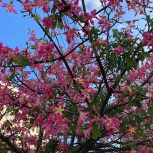 那覇　開南バス停のトックリキワタ(朝夕晩)
おまけで久高島の蝶豆の花
いずれも画像処理なし地色です。