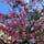 那覇　開南バス停のトックリキワタ(朝夕晩)
おまけで久高島の蝶豆の花
いずれも画像処理なし地色です。