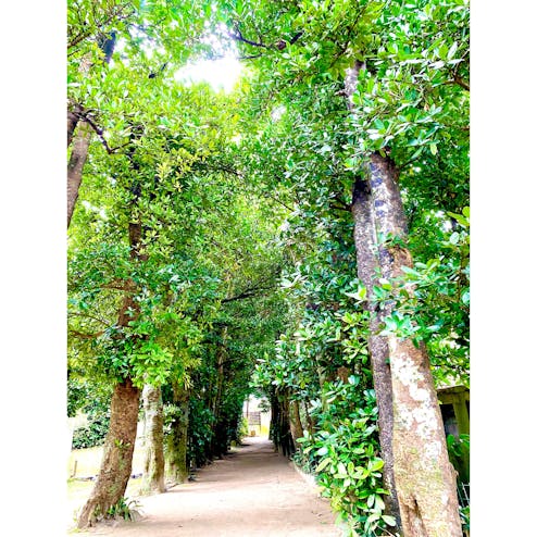 備瀬のフクギ並木