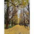明治神宮外苑の銀杏並木

雨上がりに行ってきました
葉っぱが散って一面黄色の絨毯のよう

#東京