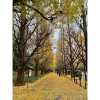 明治神宮外苑の銀杏並木

雨上がりに行ってきました
葉っぱが散って一面黄色の絨毯のよう

#東京