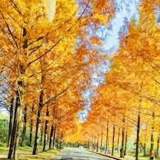 金沢
メタセコイヤ並木