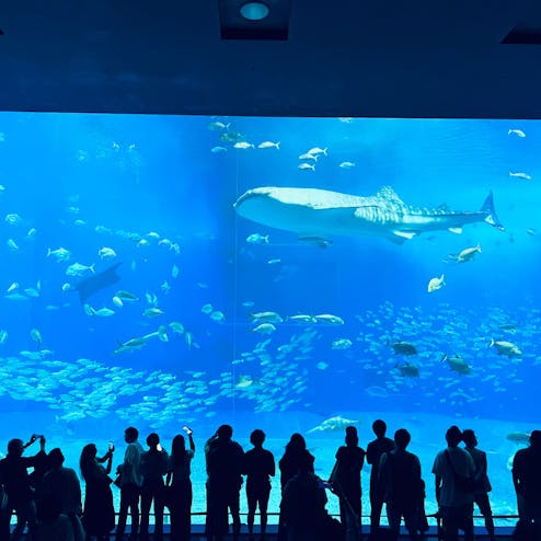 沖縄美ら海水族館