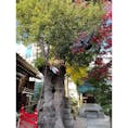 名古屋大須にある三輪神社
縁結びの木と鳩🕊を📸
幸せのなでうさぎ🐰をなでて
幸せ度UP⛩
来年は卯年　良い年になりますように