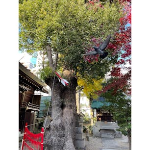 名古屋大須にある三輪神社
縁結びの木と鳩🕊を📸
幸せのなでうさぎ🐰をなでて
幸せ度UP⛩
来年は卯年　良い年になりますように