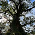 樹齢1600年、日本一の巨樹だそうです。背も高いけど幹が本当に太くて、近くで見ると圧倒される大きさ！
こういう大きなクスノキ見るとトトロを思い出すなぁ。