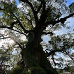 樹齢1600年、日本一の巨樹だそうです。背も高いけど幹が本当に太くて、近くで見ると圧倒される大きさ！
こういう大きなクスノキ見るとトトロを思い出すなぁ。