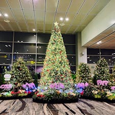 シンガポール🇸🇬チャンギ空港のクリスマスツリー🎄🎅