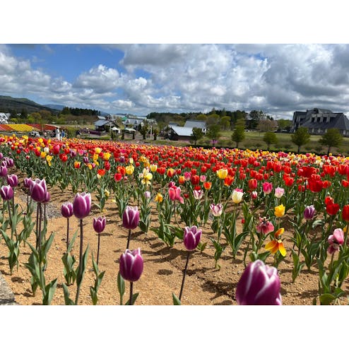 ひるがの高原 牧歌の里