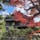 2022.12.9

◉建長寺（鎌倉五山第一位）
紅葉終盤

◉鎌倉 半僧坊
登る階段に落ちたイチョウは素敵でした。
眺めの良い半僧坊には天狗像が祀られています。
