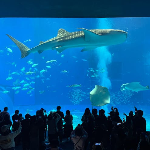沖縄美ら海水族館