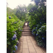 🇯🇵神奈川 鎌倉 明月院
紫陽花の季節。
鎌倉の移動手段は歩きで。