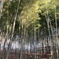 茨城県水戸市
偕楽園
竹林幻想的で空気が澄んでてまた行きたい
