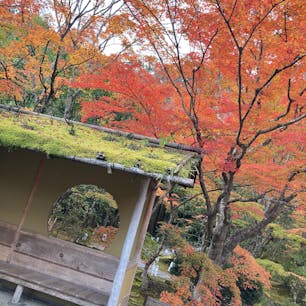 円通院
2ヶ月前だけど宮城県松島の円通院。紅葉が綺麗でした。