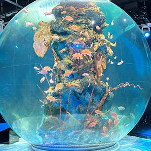 昨年出かけた神戸の新名所・アトア。幻想的な光のアートとともに海の生き物たちとのふれあいも楽しめます♪

#神戸 #三宮 #アトア #神戸ポートミュージアム #写真映え #光のアート #サトホーク