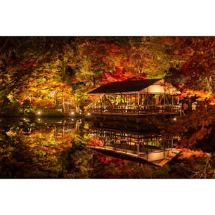 東山動植物園の紅葉ライトアップ(2022年11月)