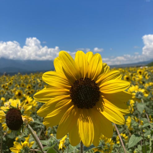 明野のひまわり畑