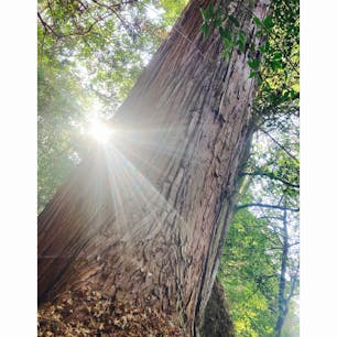 福岡県八女市星野村にある、室山熊野神社。
八女市を代表するパワースポット。
樹齢500年と言われる杉の樹が御神木です。