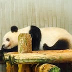 上野動物園の「シャンシャン」の中国への返還日が2023年2月21日（火）に決定しました。
1月11日（水）は、「シャンシャン」の観覧待ちが110分でした。

2023年1月21日（土）からは、「シャンシャン」の観覧は抽選制になります！
絶対に会いたい方は、それまでにぜひ！

https://www.tokyo-zoo.net/zoo/ueno/

#シャンシャン#パンダ#上野動物園#ジャイアントパンダ#シャンシャン中国返還