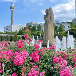 バラが美しい公園としても有名な横浜・山下公園。早く春が来て欲しいなぁ〜と思いながら、横浜散策してみませんか？

#横浜 #山下公園 #横浜マリンタワー #女神の像 #バラ #氷川丸 #サトホーク