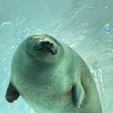 大阪も世界最大級の水族館があることをご存知ですか？
ユニバにも近い大阪港にある「海遊館」では、愛くるしいワモンアザラシやジンベイザメ、カマイルカ、ペンギンなど、約3万点もの生きものたちとふれ合えます♪

#大阪 #海遊館 #大阪港 #ワモンアザラシ #ジンベイザメ #カマイルカ #ペンギン #サトホーク #水族館