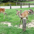 いにしえの国・奈良で出会った鹿たち。去年8月に出かけましたが、可愛らしさに癒されました。
そして世界文化遺産の東大寺。大仏さまへ一年の安泰と厄除けを祈願しました。

#奈良 #奈良公園 #東大寺 #鹿 #大仏 #南大門 #奈良観光 #奈良の大仏 #サトホーク