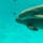 宮島といえば、厳島神社が有名ですが、神社から少し歩いたところにある「みやじマリン 宮島水族館」も注目！
広島らしく、牡蠣や鯉の水槽はもちろん、スナメリにも出会えますよ♪

#広島 #宮島 #みやじマリン宮島水族館 #スナメリ #牡蠣 #鯉 #サトホーク