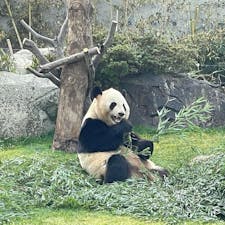 和歌山県・南紀白浜のアドベンチャーワールドへ✨
初めて生でパンダを見ましたが、想像以上の可愛さでビックリ💕
予約不要&無料のケニア号でサファリワールドを巡ったり、ビッグオーシャンでイルカの感動的なショーを見たり、楽しい1日でした🤗