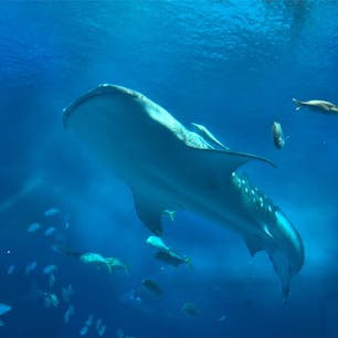 美ら海水族館🐟
ジンベイザメ、大きい。癒されました😊
イルカのショー見たし、満足満足🐬
#沖縄旅#美ら海水族館🐬#ジンベイザメ
